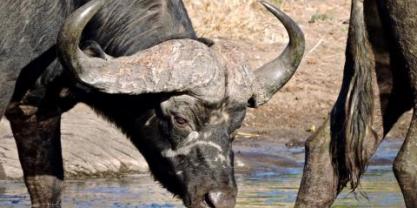 Water Buffalo Drinking