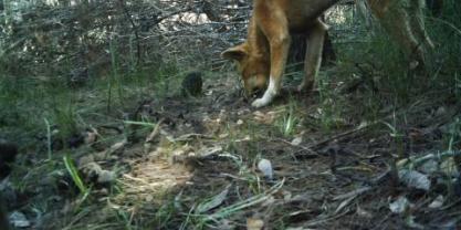 Dingo in wild on camera