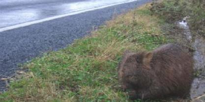 Wombat on roadside