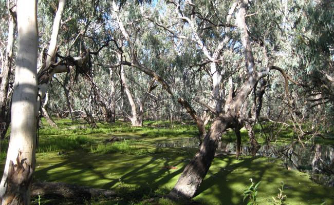 Macquarie Marsh