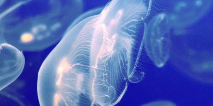jellyfish_stock