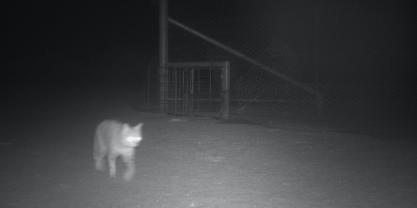 A feral cat spotted in a camera trap at Wild Deserts.