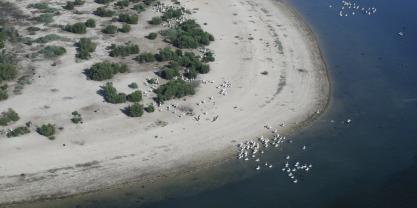 Small pelican breeding colony on Lake Wyara